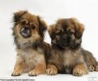 Tibet Spaniel puppies